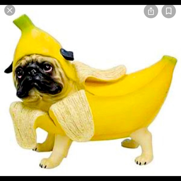 NOT FOR SALE!!!  Looking for Banana Pugnacious - Picture 1 of 1